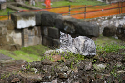 Cat on grass