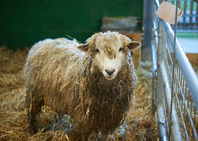 Portrait of sheep in pen