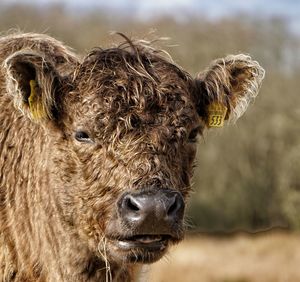 Close-up portrait of cow on field