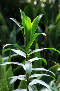 Close-up of plant growing on field