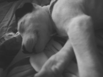 Close-up of dog sleeping on bed at home