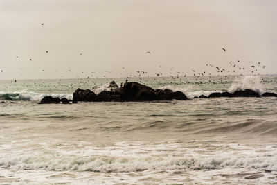 Birds flying over sea against sky