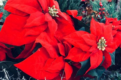 Close-up of red flowers blooming outdoors