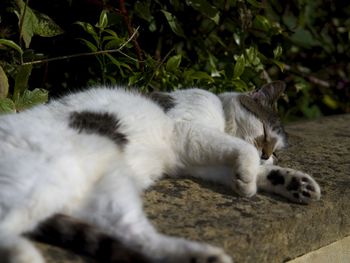 Close-up of a cat relaxing on field