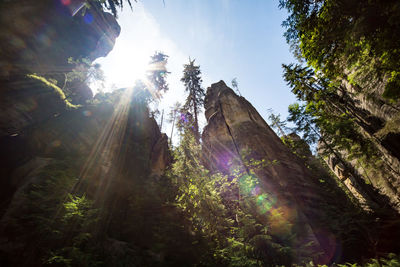 Low angle view of trees growing against sky in forest