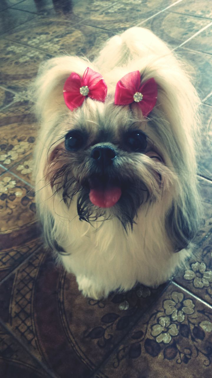 domestic animals, animal themes, pets, dog, one animal, mammal, animal hair, looking at camera, portrait, high angle view, close-up, animal head, mouth open, sticking out tongue, no people, sitting, red, day, cute, zoology