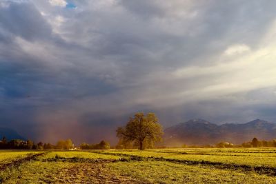 Scenic view of field against sky