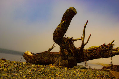 Close-up of driftwood on rock by sea against sky