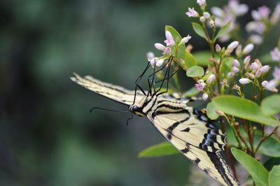 Close-up of insect on plant
