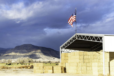 American flag flying on a hay barn with cows grazing peacefully in the background 