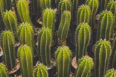 Full frame shot of succulent plant