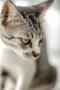 Close-up of cat looking away