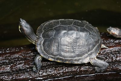Close up of turtle