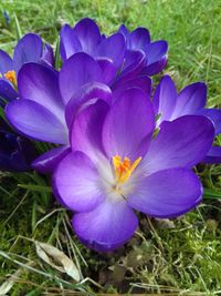 Close-up of purple crocus flowers on field