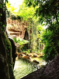 Scenic view of river flowing through rocks in forest