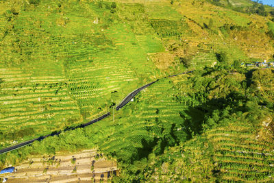 High angle view of agricultural field