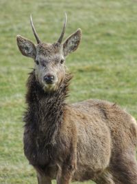 Portrait of deer standing on field
