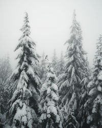Pine trees in snow covered forest against sky