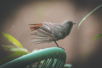 Close-up of bird flying