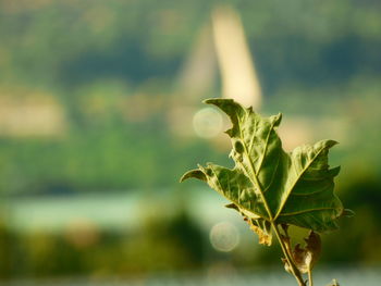 Close-up of fresh green leaves