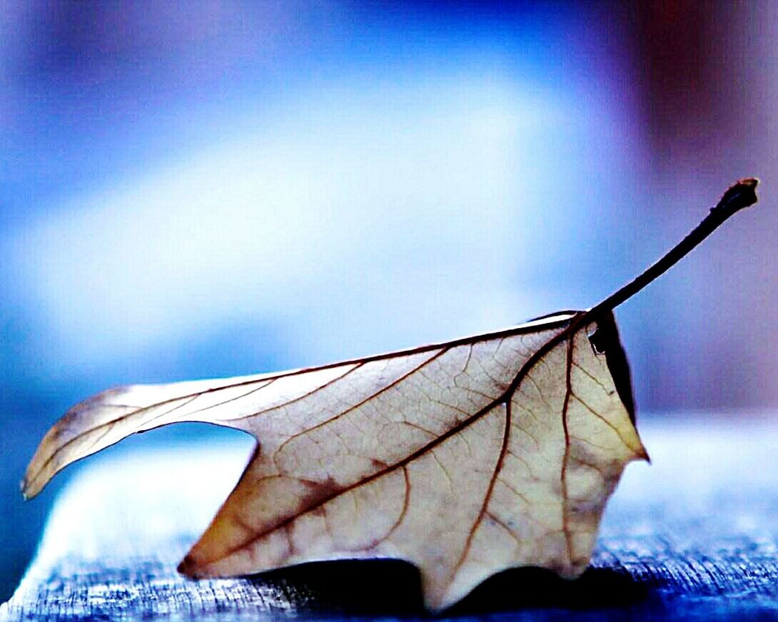 leaf, close-up, focus on foreground, leaf vein, dry, season, nature, blue, autumn, part of, sky, outdoors, fragility, beauty in nature, natural pattern, day, leaves, sunlight, change, no people