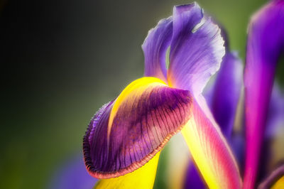 Close-up of purple flowering plant