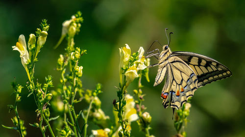 Close-up of butterfly pollinating on flower