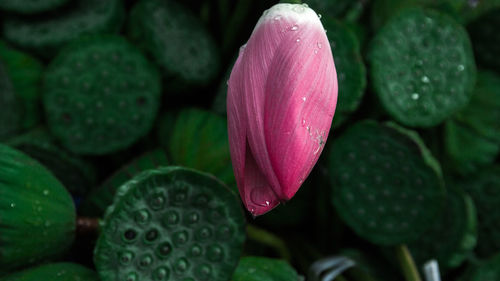 Close-up of pink flower