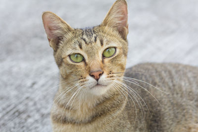 Close-up portrait of a cat