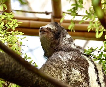 Low angle view of monkey on tree