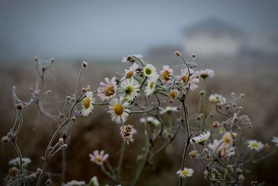 Close-up of white flowering plant