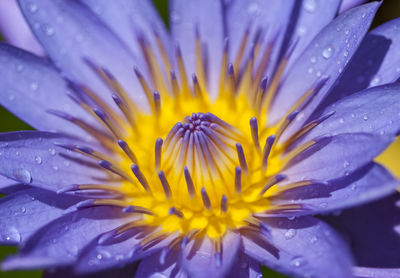 Close-up of yellow flower