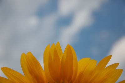 Close-up of yellow flowering plant