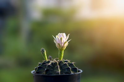 Close-up of small potted plant