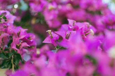 Close-up of pink flowers