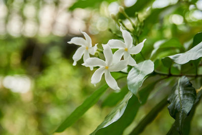 Close-up of white flowering plant