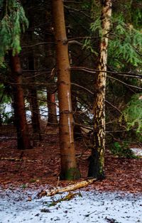 Trees in forest during winter