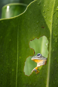 Close-up of turtle on leaf