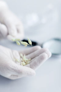 Scientist holding seeds on hand