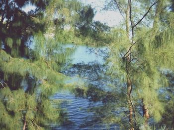 Full frame shot of trees by lake