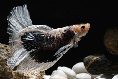 Close-up of fish against black background