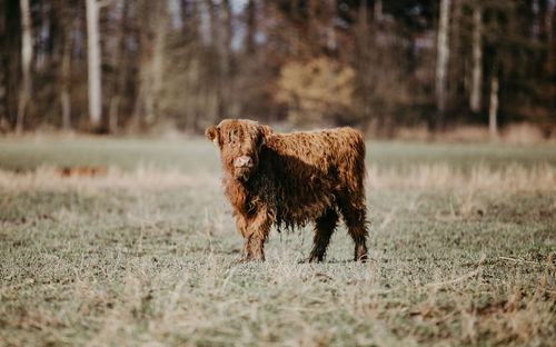 Lonely scottish highland calf standing on a field looking into the camera
