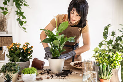 Female gardener presses fresh earth in pot with white peace lily