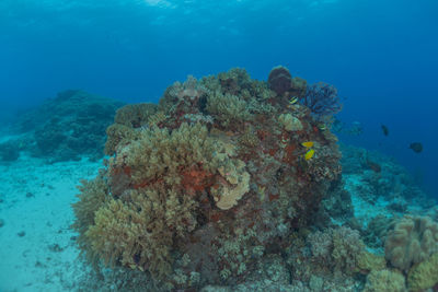 Coral reef and water plants at the tubbataha reefs, philippines