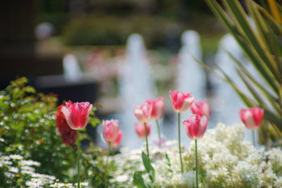 Close-up of pink flowering plants