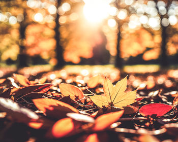 autumn