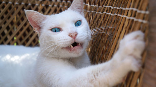 Close-up portrait of cat