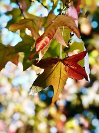 Close-up of maple leaves on tree