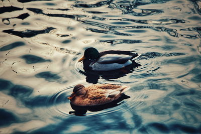 High angle view of ducks swimming in lake