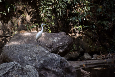 Bird perching on rock